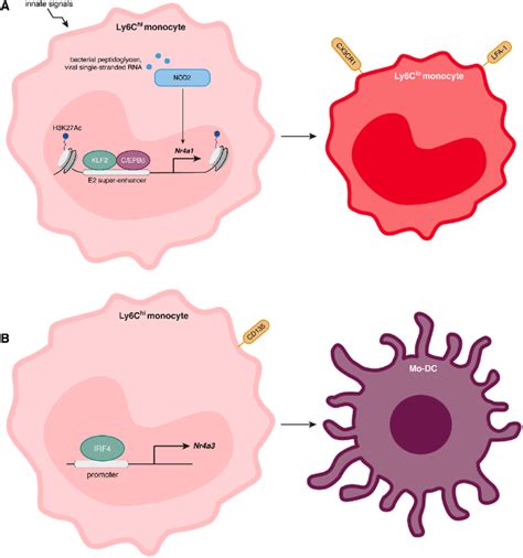 Nr A And Nr A Have Different Roles In Monocytes A Stimuli Such As