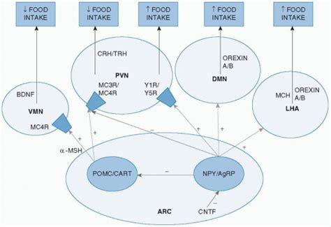 Control Of Food Intake And Appetite1 Basicmedical Key