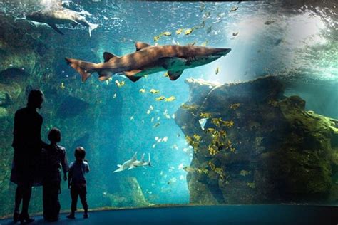 Aquarium La Rochelle Admission Ticket with Audio Guide 2024