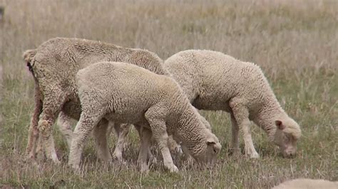 American Sheep Industry S Let S Grow Program Continues To Build