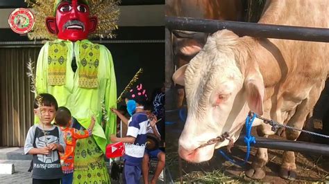 Ondel Ondel Betawi Sapi Dan Kambing Qurban Sholawatan Qomarun Youtube