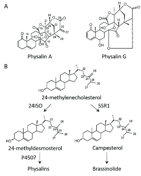 Proposed Pathway For The Biosynthesis Of Physalins In Physalis Angulata