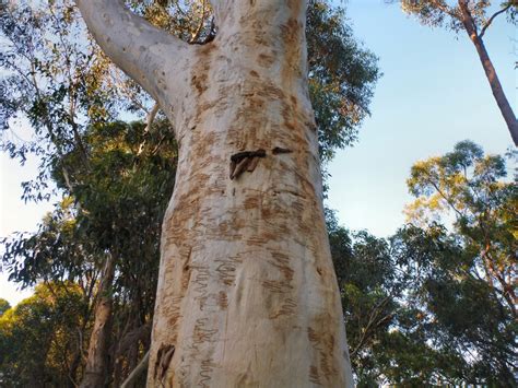 Eucalyptus haemostoma – Scribbly Gum | Gardening With Angus