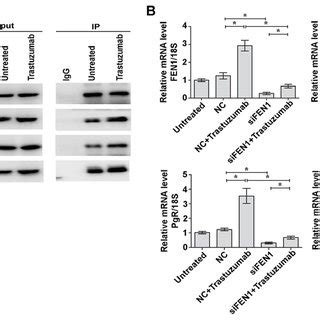 Trastuzumab Upregulates Fen Expression And Fen Knockdown Sensitizes