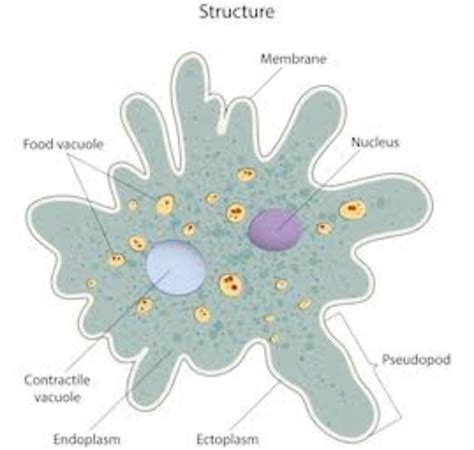 Amoeba Diagram Labeled