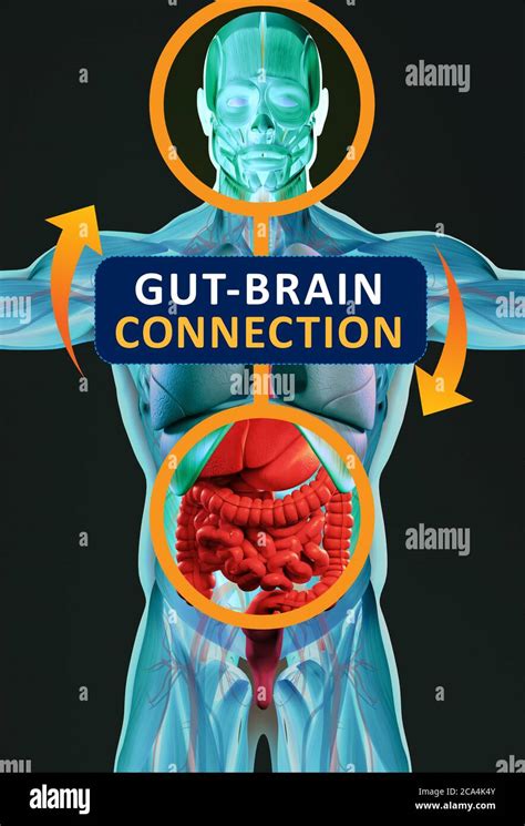 Gut Brain Connection Or Gut Brain Axis Concept Art Showing The Health Connection From The Gut