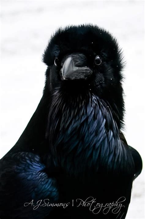 Winter Raven portrait | Raven art, Crow, Crows ravens