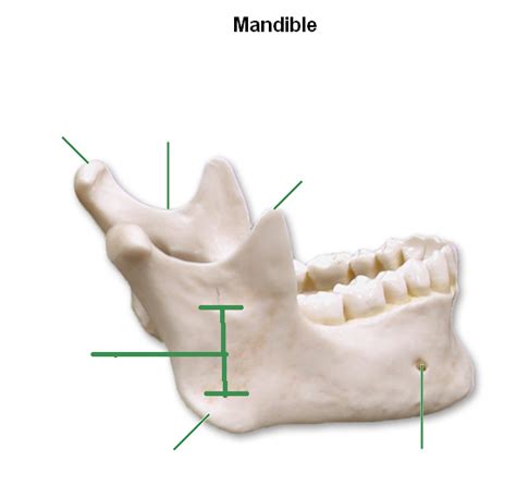 Mandible Diagram Diagram Quizlet