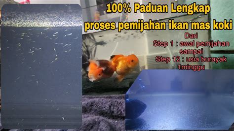 Panduan Lengkap Tentang Pemijahan Ikan Mas Koki Dri Awal Pemijahan