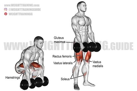 Dumbbell Deadlift Exercise Guide And Video Weight Training Guide