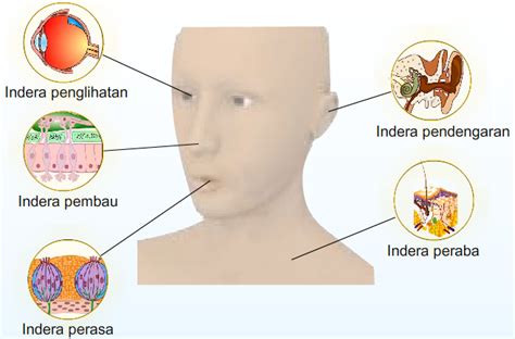 Sistem Gerak Dan Alat Indra Manusia 187 Dewanguru Riset