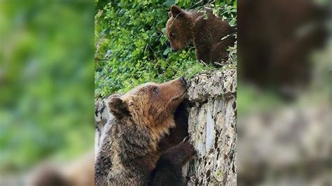 Orsa Amarena Un Centinaio Gli Indagati Per Le Minacce Alluomo Che L