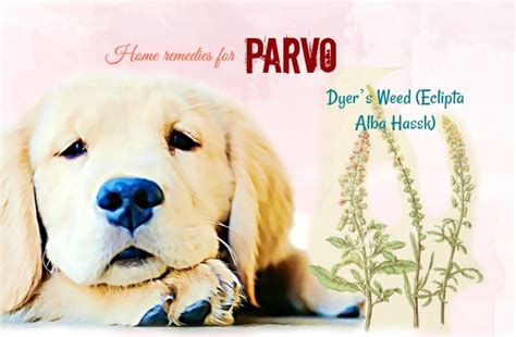 10 Natural Home Remedies For Parvo In A Dog