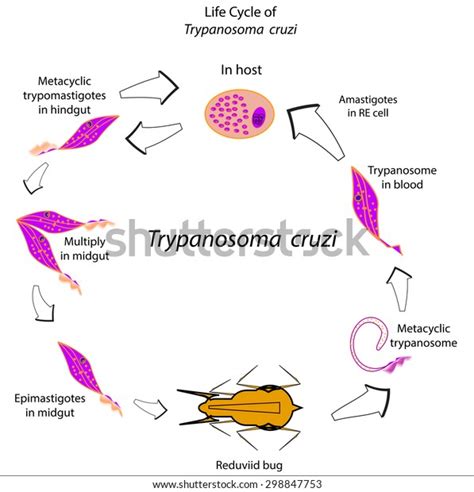 Trypanosoma Cruzi Life Cycle 1 Billeder Stock Fotos Og Vektorer Shutterstock