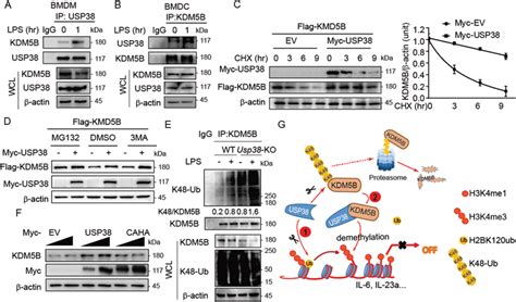 Usp Stabilizes Kdm B A B Coimmunoprecipitation And Immunoblot