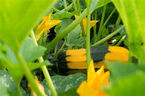 Squash Growing in the Garden Stock Image - Image of fresh, harvest: 75427385