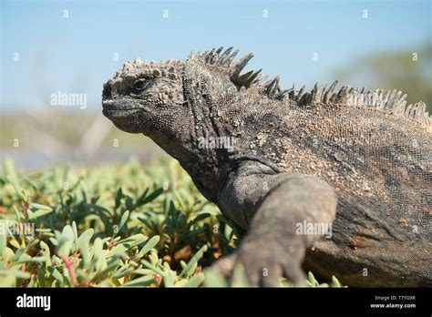 Biggest Green Iguana In The World