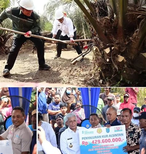 Oki Jadi Daerah Dengan Peremajaan Kelapa Sawit Terluas Di Indonesia