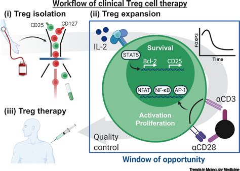 In Vitro Tailoring Of Regulatory T Cells Prior To Cell Therapy Trends