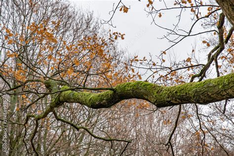 Big Curved Branch Of Old Tree With Orange Fall Leaves On Bare Tree