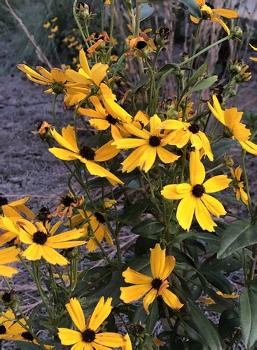 Black Eyed Susan Goldsturm Rudbeckia Fulgida Var Sullivantii Us