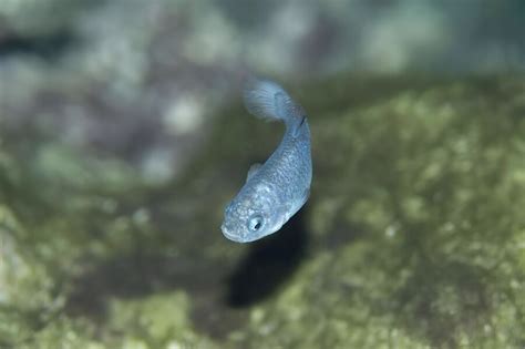 O peixinho mais raro do mundo tem uma casa improvável o Poço do Diabo