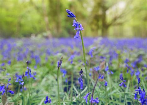 Bluebells Poster Picture Metal Print Paint By Svetlana Sewell