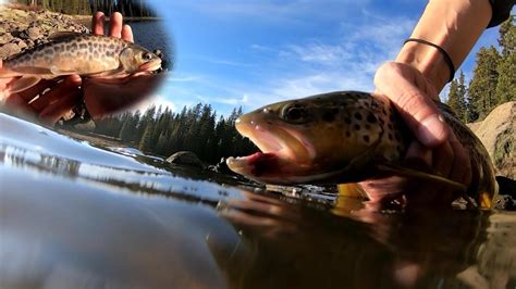 Catching Trout In The Colorado Rockies Brown Trout And Tiger Trout