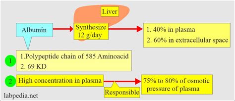 Albumin (Serum Albumin) - Labpedia.net