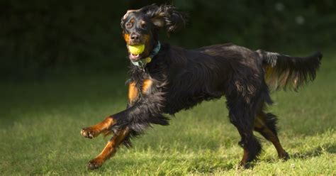 Setter Gordon Prezzo Carattere E Caratteristiche