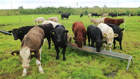 Setting Up A Paddock Grazing System May Free