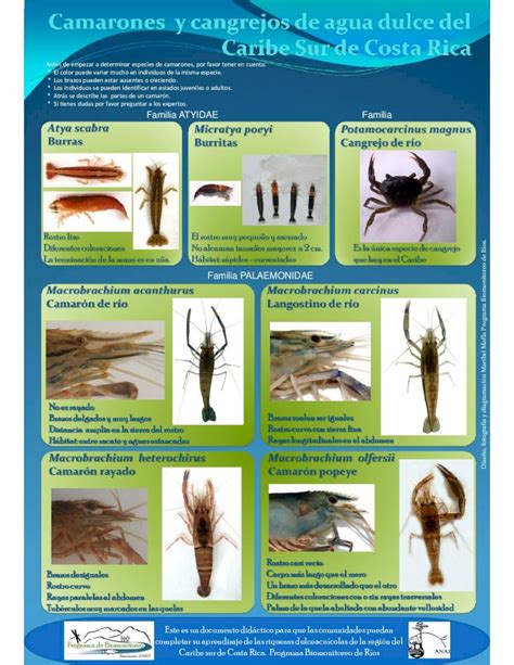 PDF Camarones Y Cangrejos De Agua Dulce Del Caribe Sur De Costa Rica