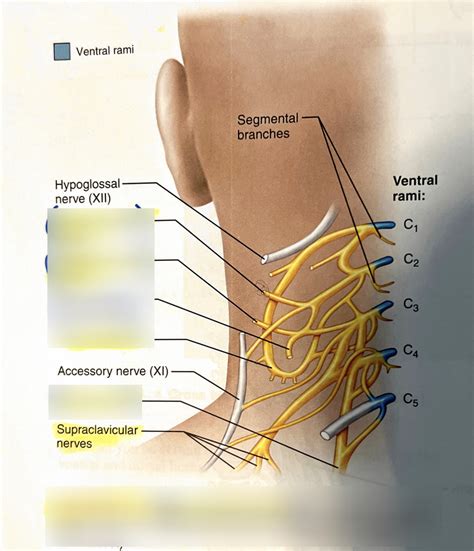 Cervical Plexus Diagram Quizlet