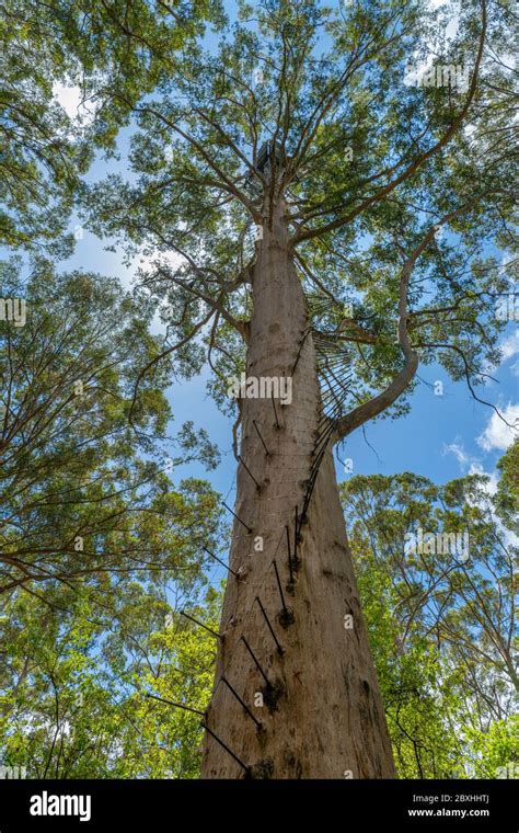 El Rbol De Gloucester Un Rbol Gigante De Karri Eucalyptus