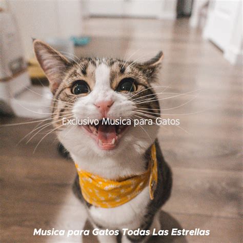 Exclusivo Musica Para Gatos Album By M Sica Para Gatos Todas Las