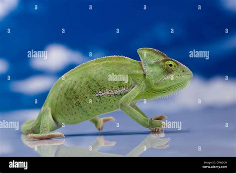Green Chameleon Rm Stock Photo Alamy