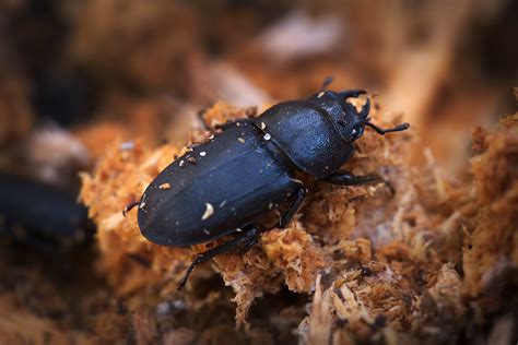 Lesser Stag Beetle Dorcus Parallelipipedus Johannes Link Flickr