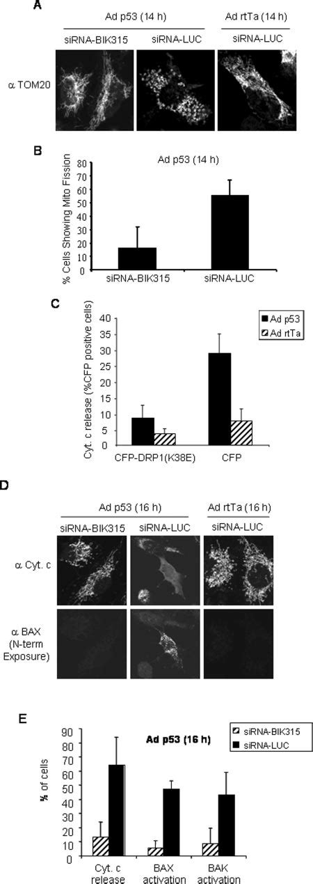 BIK Knockdown Inhibits P53 Induced Fission Of Mitochondria Cytochrome