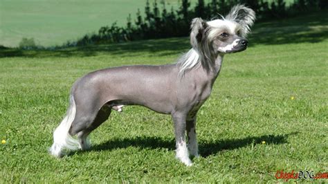 Stilvolle kahl Hund Foto | Hunde fotos, Hunde, Hunderassen