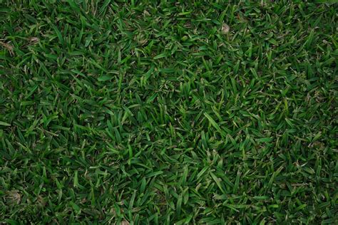 Lawn Varieties — Marne Valley Turf