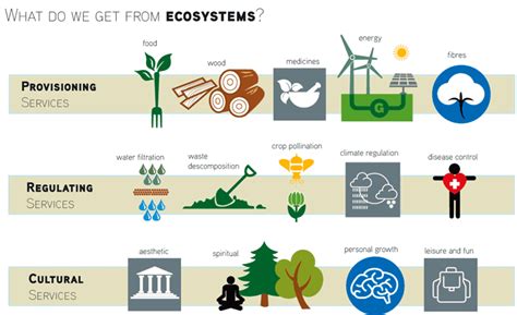 Environmental Sciences Diagrammatic Representation Of Ecosystem Services