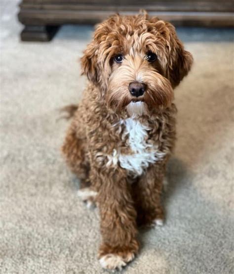 Australian Cavoodle Vs Cavapoo — Doodles Of Oz