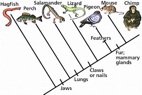 Similarities Between Birds and Reptiles in Anatomy and Physiology ...