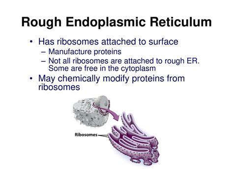 Cell Structure And Function Ppt Download