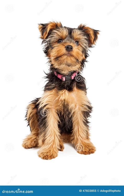 Black Teacup Yorkie