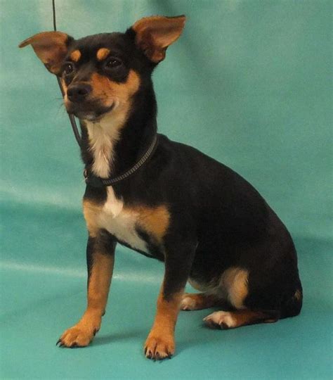 Adopt Kamilla On Petfinder Rat Terrier Dogs Rat Terrier Mix Terrier