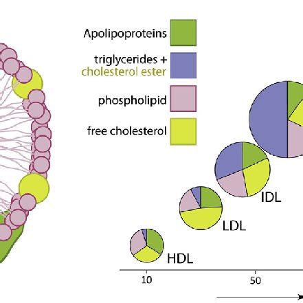 Composition And Main Physical Chemical Properties Of Major Lipoproteins