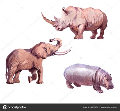 Elephant Vs Rhino Vs Hippo