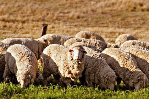 Merino Sheep Introduced Australia’s Defining Moments Digital Classroom National Museum Of