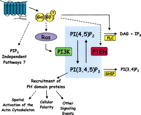 Pi 3 Kinases And Pten Cell